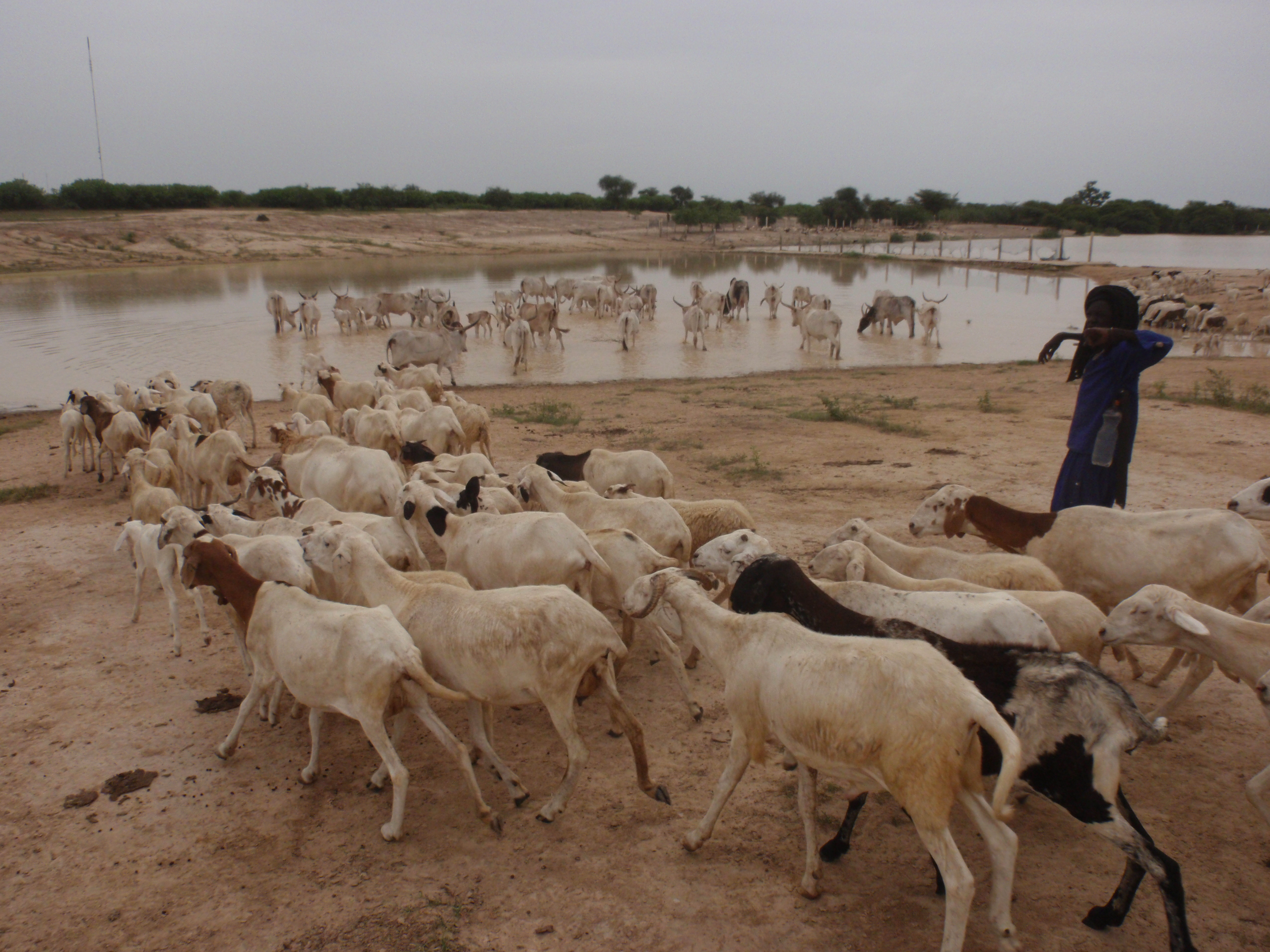 Climate change, food insecurity and violent extremism in the Sahel: Reflections on the nexus under the new political dynamics